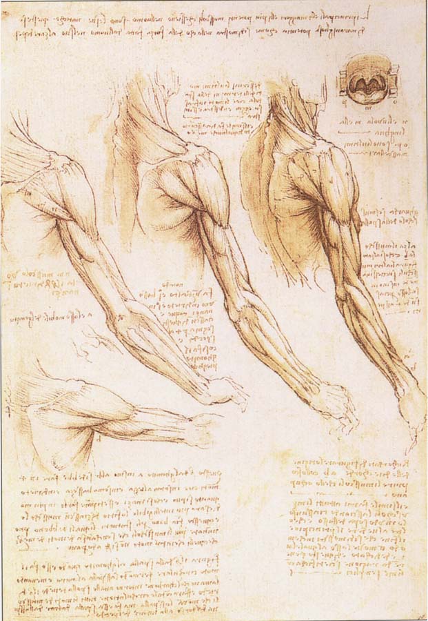 LEONARDO da Vinci The muscles of arm, shoulder and neck